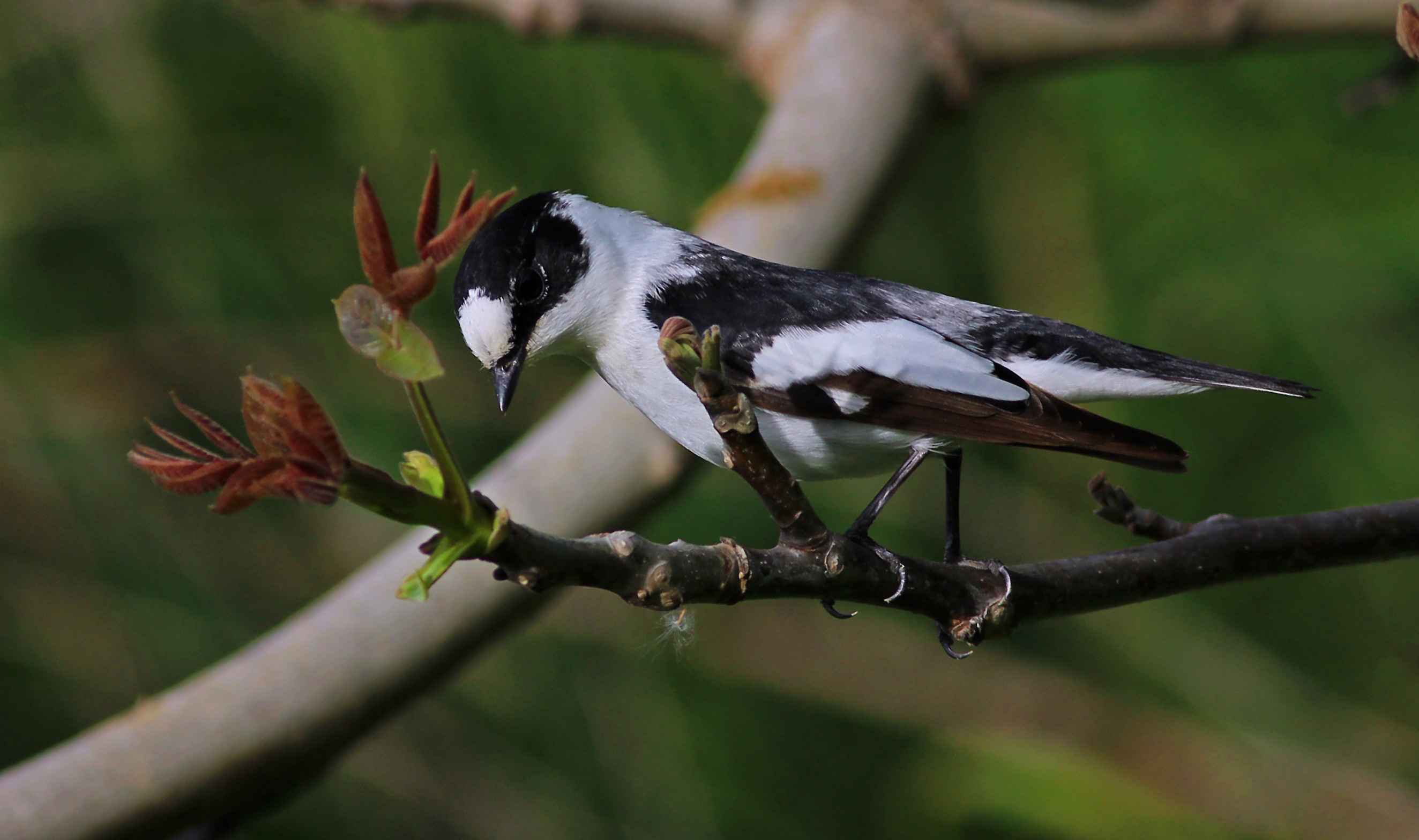 Collared Flycatcher